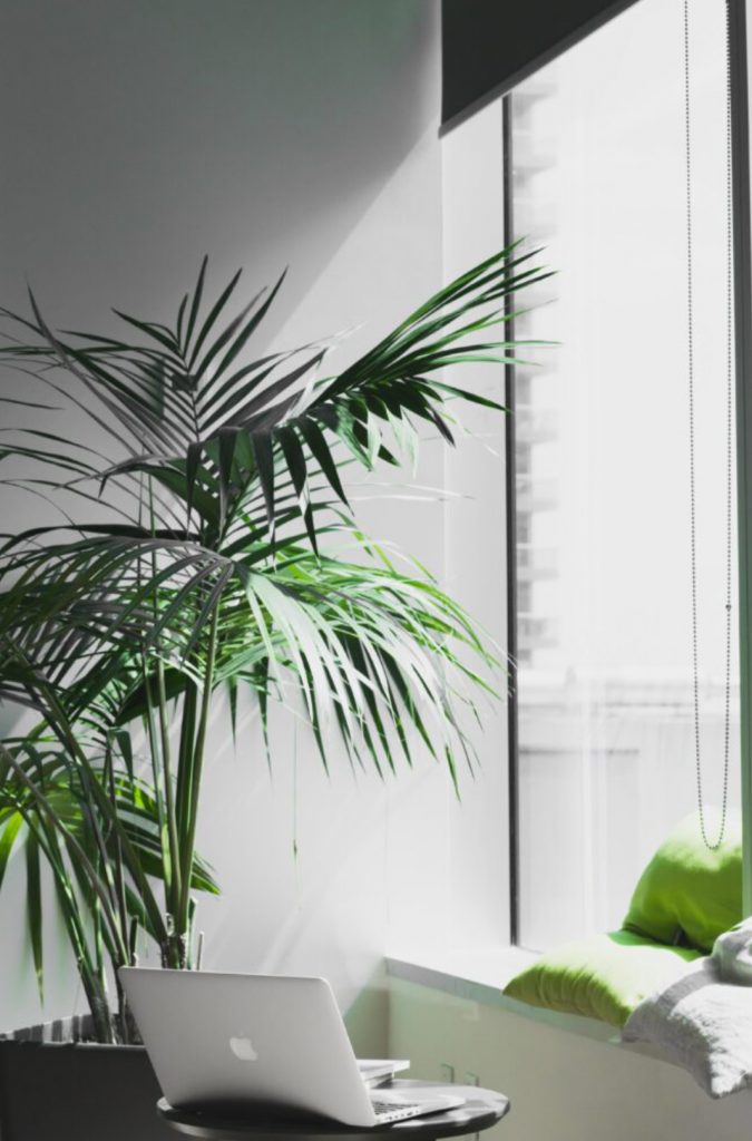 Fotoausschnitt einer Bürofläche in Grau und Grün mit Bank, Sitzkissen, große Pflanze und Beistelltisch für Notebook-Ablage
