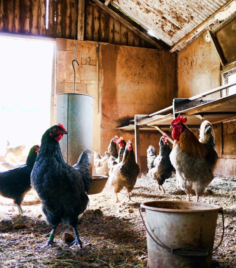 Blick in einen Stall mit freilaufenden Hühnern
